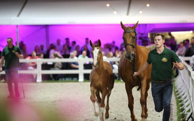 Flanders Foal Auction