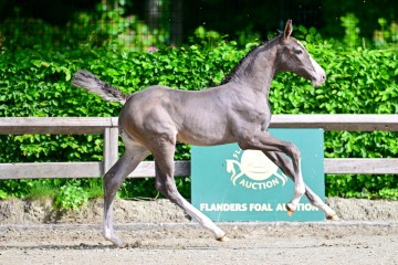 paard-0013159.jpg