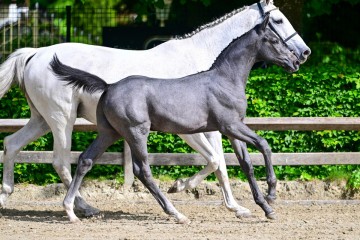 paard-0033391.jpg
