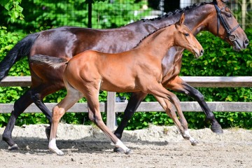 paard-0043494.jpg