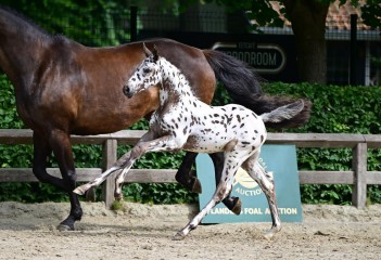 paard-0043760.jpg