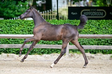 paard-0053867-102212.jpg