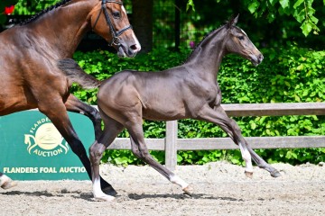 paard-0104245.jpg