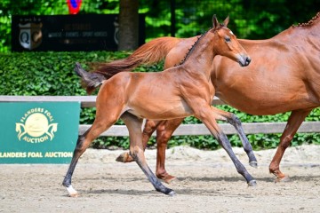 paard-0104379.jpg