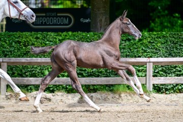 paard-0114509.jpg