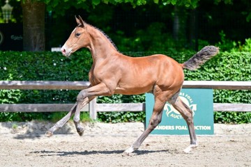 paard-0124589.jpg