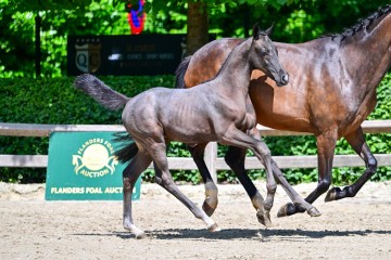 paard-0134668.jpg