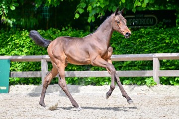 paard-0134702.jpg