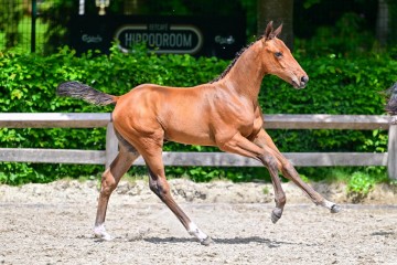 paard-0185222.jpg
