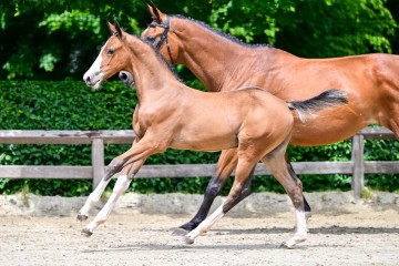 paard-0195255.jpg