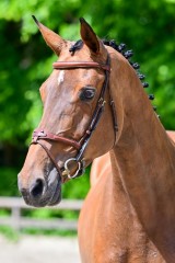 paard-0195305.jpg