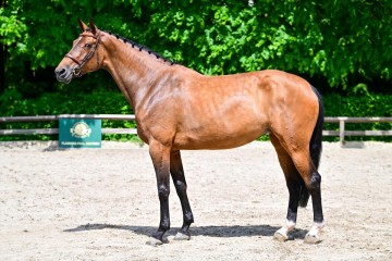 paard-0195356.jpg