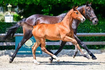 paard-0225528.jpg