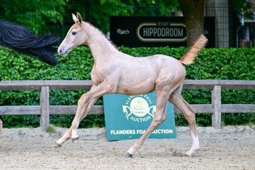 paard-0235598.jpg