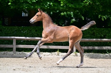 paard-0275976-205652.jpg