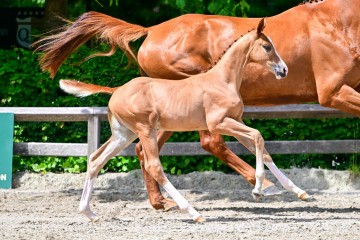 paard-0276265.jpg
