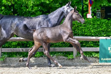 paard-0286381.jpg