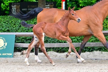 paard-0306225.jpg