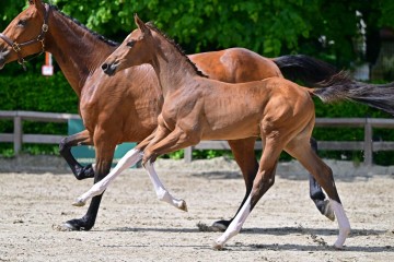 paard-0306613web.jpg