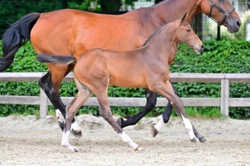 paard-0316269.jpg