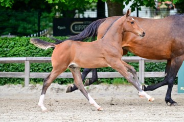 paard-0326348.jpg