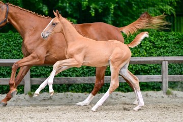 paard-0336485.jpg