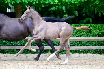 paard-0356715.jpg