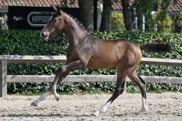 paard-1002-20230630-pf39408.jpg