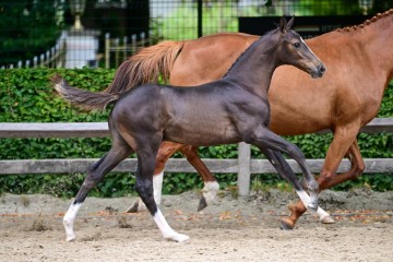 paard-103.jpg