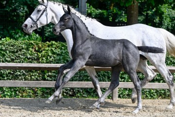 paard-1033-20230630-pf39744jpg.jpg