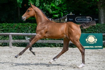 paard-1048-20230630-pf39912jpg.jpg