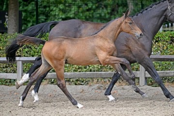 paard-108723.jpg