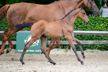 paard-113.jpg