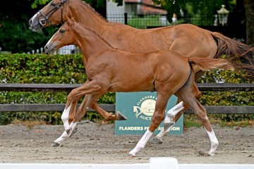 paard-117948.jpg