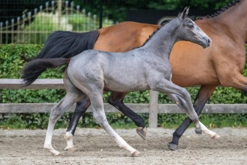 paard-122024-07-06-224531.jpg