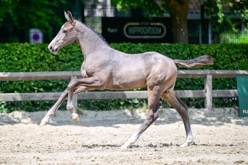 paard-123.jpg