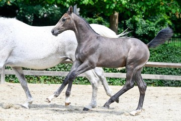 paard-1238-20230630-pf31073jpg.jpg