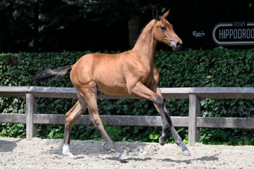 paard-1255-20230630-pf31240.jpg