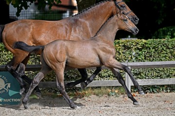 paard-125515.jpg