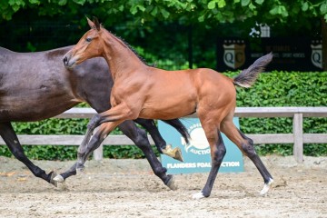 paard-13.jpg