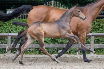 paard-132024-07-06-224714.jpg