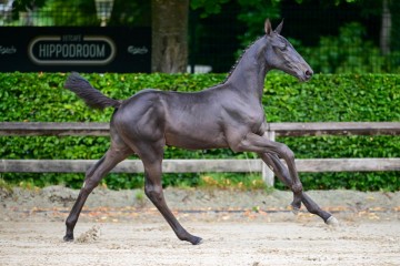 paard-133.jpg