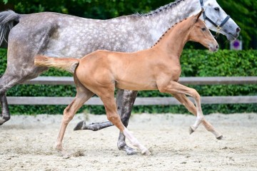 paard-143.jpg