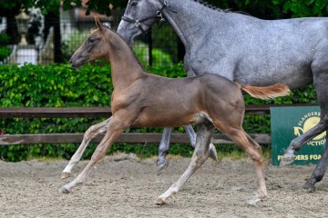 paard-15-2025-05-24-373394-absoluta-galop.jpg