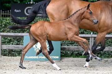 paard-1521-20230630-pf32507.jpg