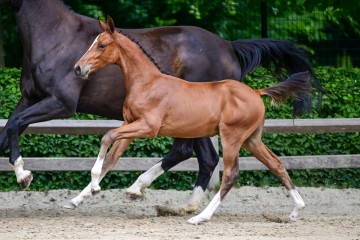 paard-153.jpg