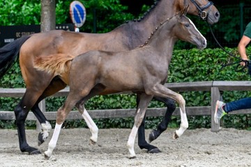 paard-1533-20230630-pf32628jpg.jpg