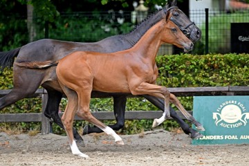 paard-158190.jpg