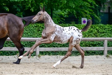 paard-163.jpg