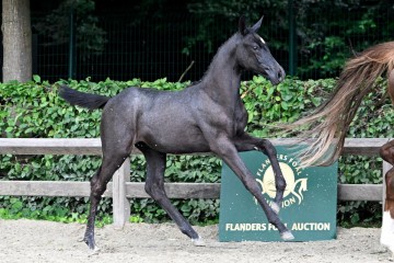 paard-1639-20230630-pf33389.jpg